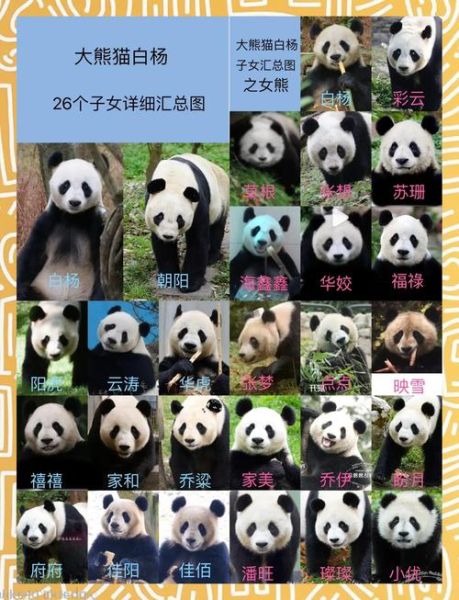 熊猫代表生肖属相解析（熊猫代表哪个生肖属相？新手必看😺🎋）