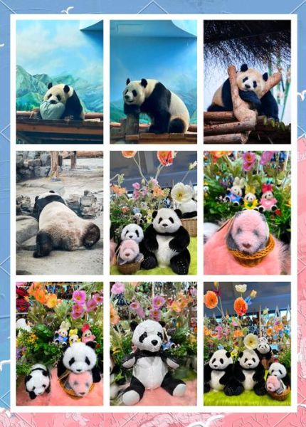 熊猫代表生肖属相解析（熊猫代表哪个生肖属相？新手必看😺🎋）
