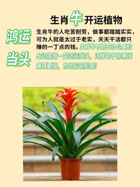 生肖属相属于什么树(生肖属相树对照是什么树)