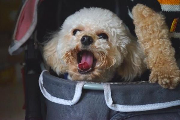 邓小小属什么生肖属相（邓小小属什么生肖？）