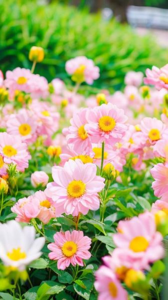 生肖鸡的属相花(生肖鸡的幸运花是什么花)