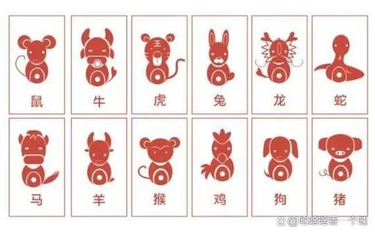 生肖兔前后属相(生肖兔前后属相:兔前虎后龙)