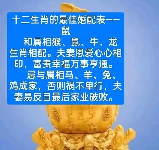 生肖鼠相配的属相（生肖鼠和什么属相最配）