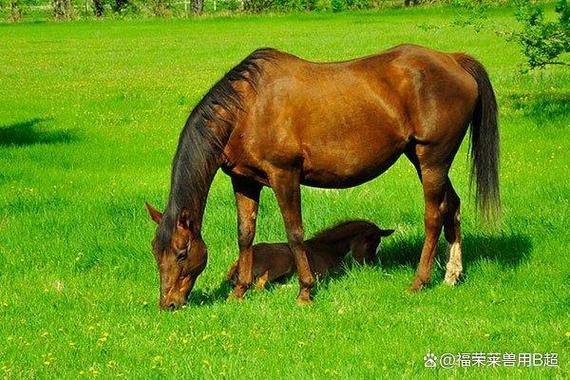 母马什么生肖属相
