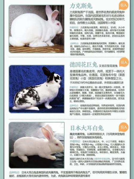 兔属相生肖特点（兔生肖性格特点有哪些？小白一读就懂）