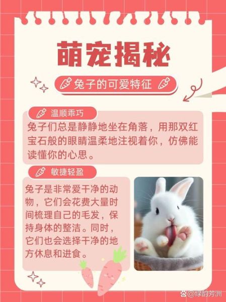 兔属相生肖特点（兔生肖性格特点有哪些？小白一读就懂）