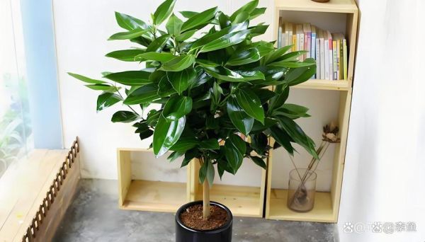 生肖属相花卉绿植（属龙养什么绿植最旺财运🎋）