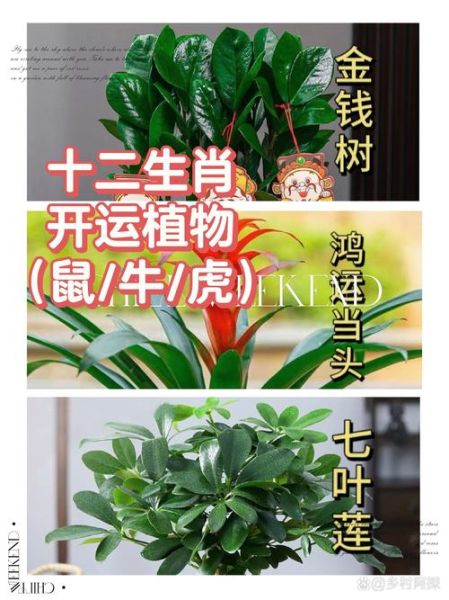 生肖属相相应的植物（属鼠养什么绿植最旺财运）
