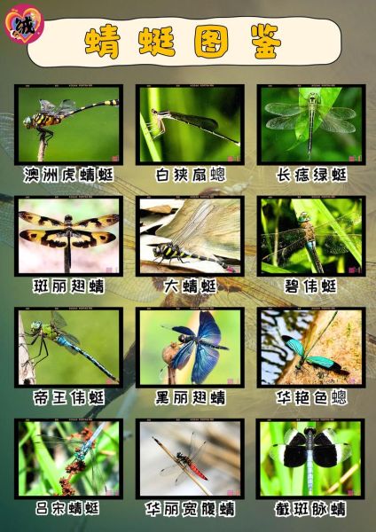 蜻蜓有哪几属相的生肖