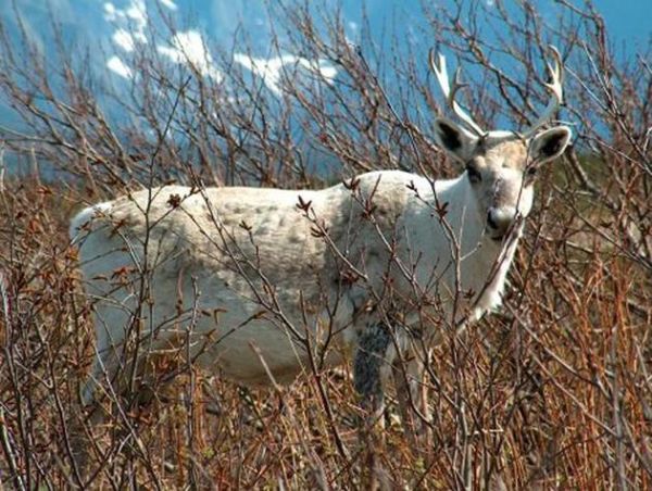 查芬兰属什么生肖属相（芬兰属什么生肖属相 🦌）