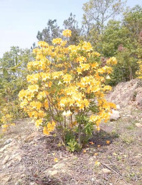 花与生肖属相搭配(生肖本命花怎么选最吉利)