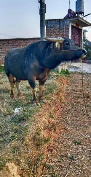 合适养牛生肖的属相（属牛养牛人相合吗？新手最关心的问题）