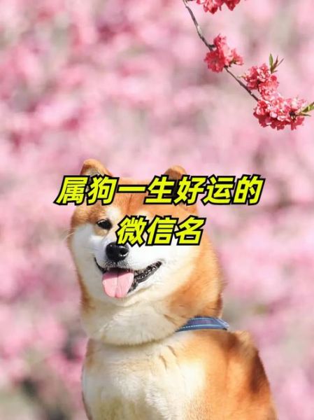 生肖狗的幸运属相和方位（属狗的幸运方位在东南吗？）