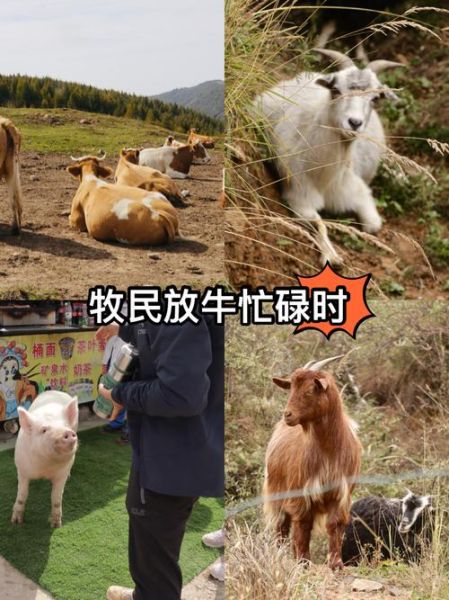 牛马是生肖吗还是属相