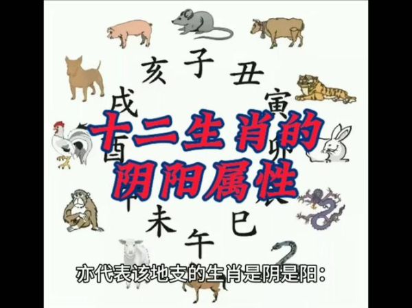 生肖属相阴阳（生肖属相阴阳怎么分）