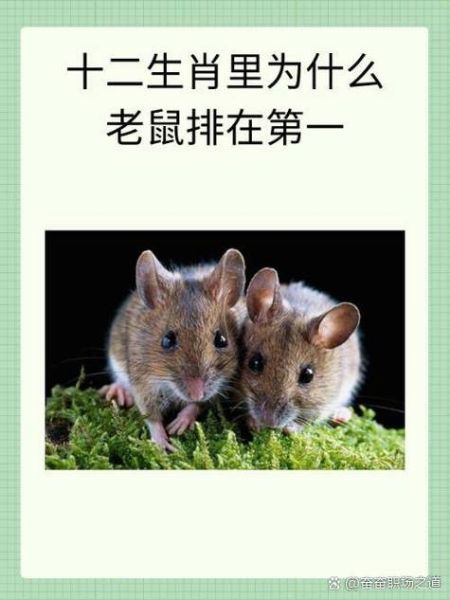 和老鼠合的属相十二生肖(和老鼠最合的三大属相)