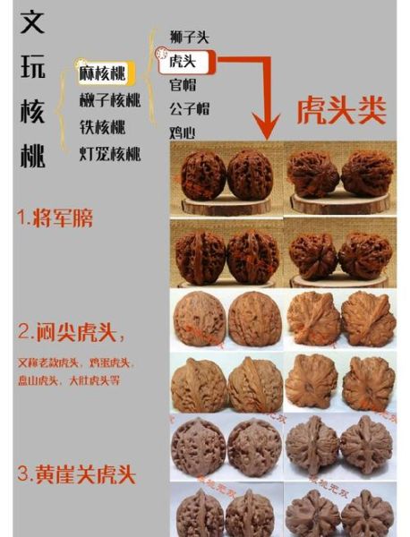 核桃的属相是什么生肖(核桃的属相是哪一生肖?小白秒懂查询)