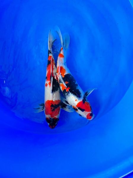 锦鲤命生肖属相（锦鲤命生肖属相是什么？小白必读指南）