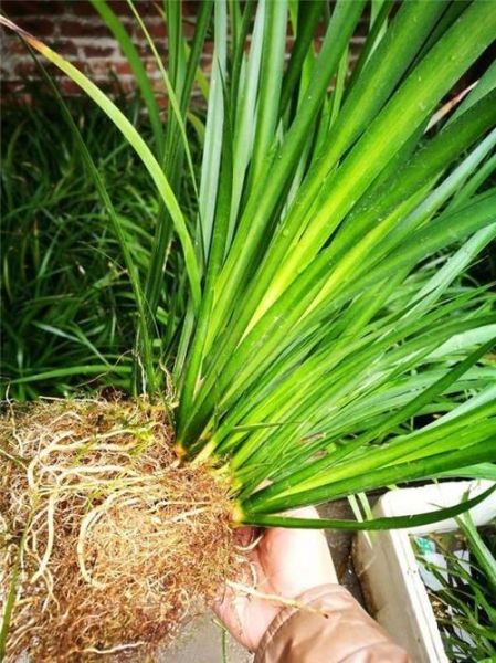 菖蒲花的生肖属相（菖蒲花是什么生肖代表？）