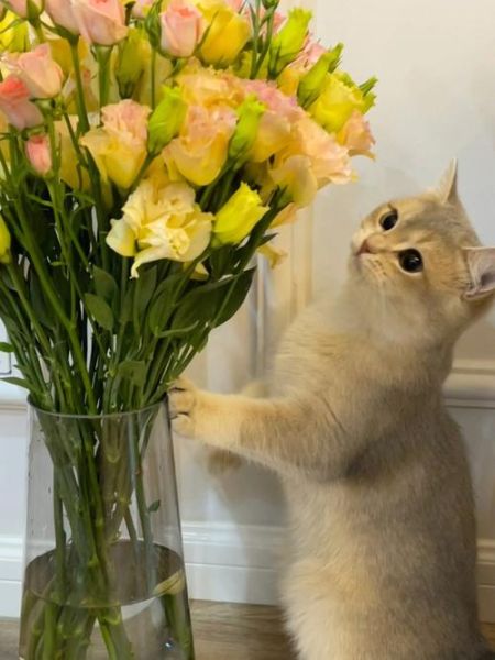 猫和小花的生肖属相(猫和小花属什么生肖?)