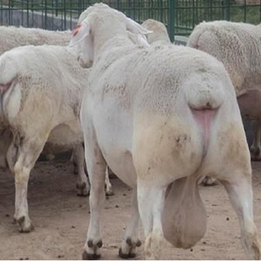 生肖羊白头的属相(生肖羊白头代表什麼屬相?🐑✨)