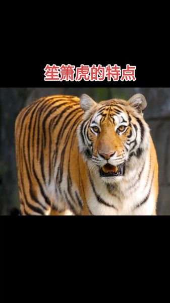 老虎后面属相是什么生肖（老虎后面属相是什么）