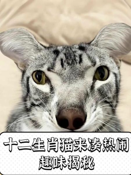猫生肖属相