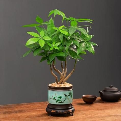 生肖属相吉祥植物(属兔人招财绿植大全)