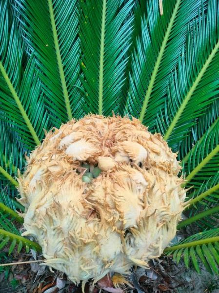 铁树开花属相什么生肖