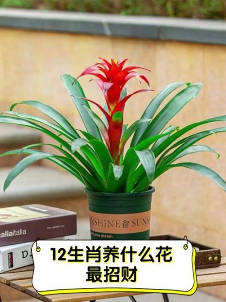 生肖属相幸运花（十二生肖专属幸运花有哪些？入门收藏版）