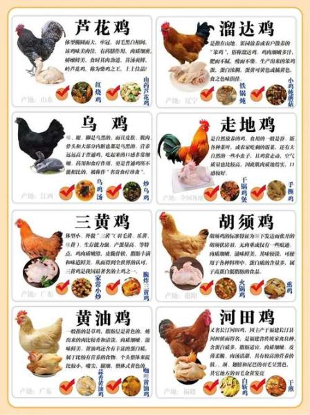 生肖鸡和属相鸡（生肖鸡和属相鸡的区别及常见疑问🔍）