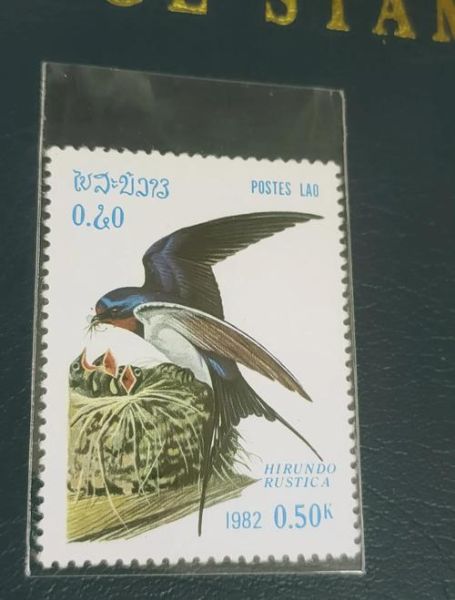 燕子属于什么生肖属相