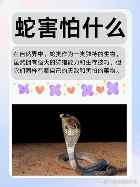 生肖蛇最怕哪个属相