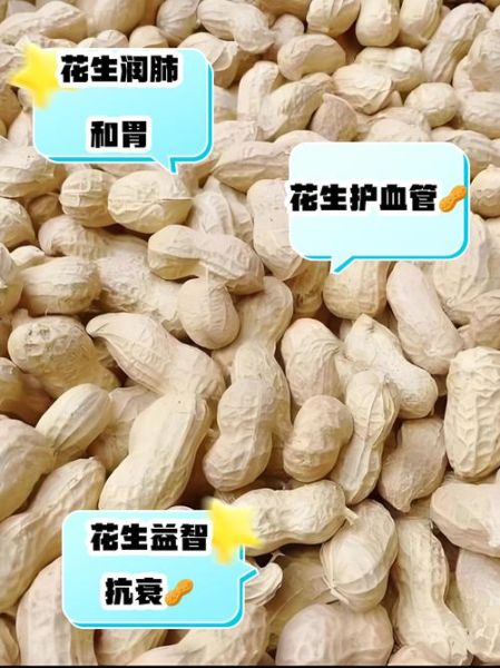 生肖中哪个属相为花生（花生到底属哪个生肖？一看就懂）