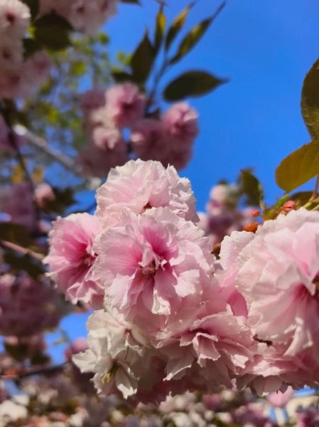 杨玉环生肖属相（杨玉环生肖属相到底是什么？新手秒懂 🌸）