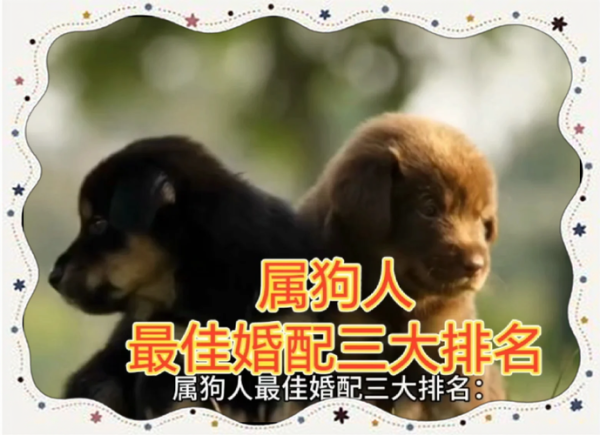 属狗最佳婚配生肖属相（属狗男和什么属相最配？）