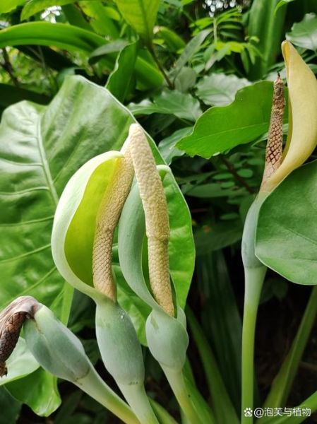 滴水观音属相是什么生肖