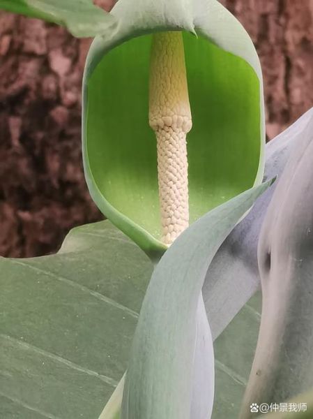 滴水观音属相是什么生肖
