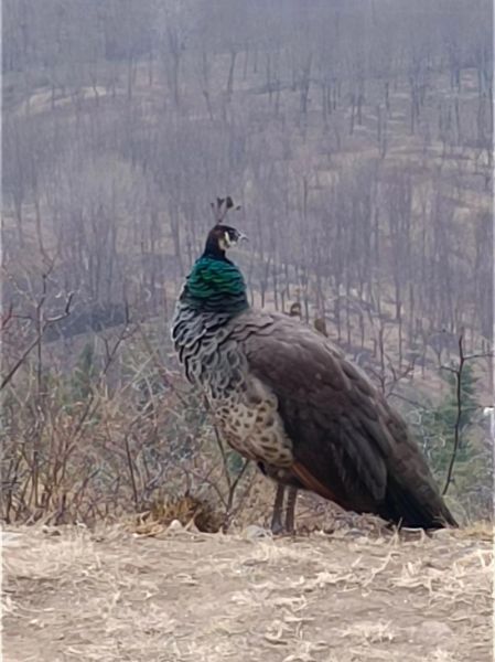 月份生肖属相查询（月份属相表速查指南）