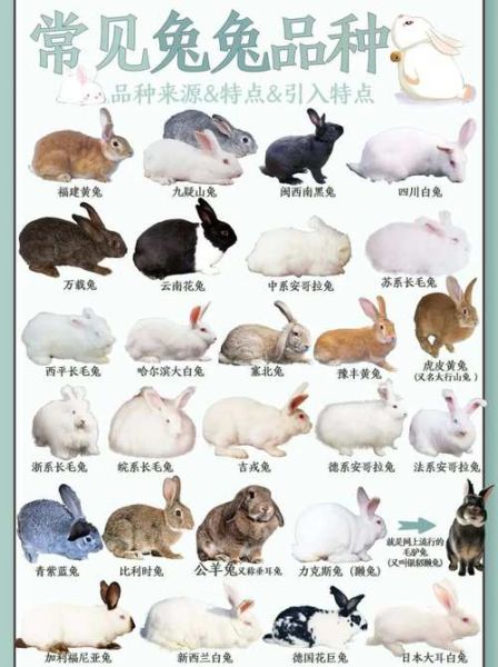 生肖兔的属相特点（生肖兔的性格优缺点一览）