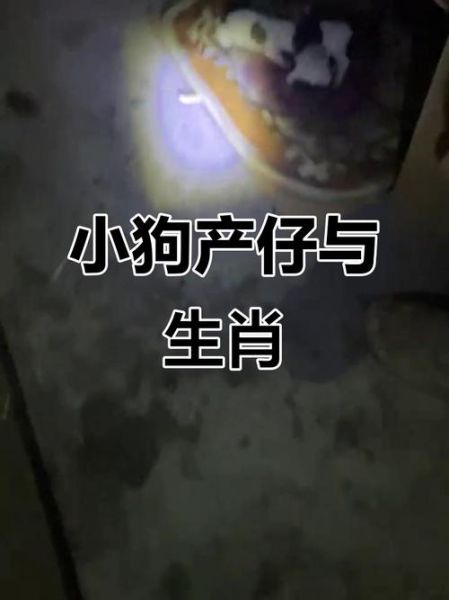 深夜回家生肖属相是（深夜回家属什么生肖）