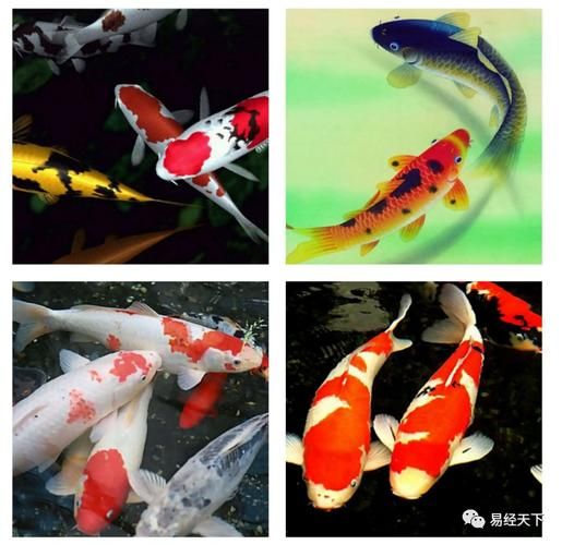 十二生肖属相锦鲤（属鼠人养几条锦鲤最好？）