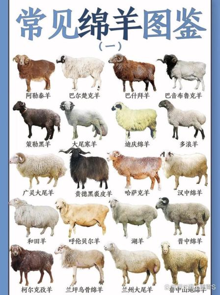 属相羊最佳配偶生肖(属相羊最佳配偶生肖有哪些)