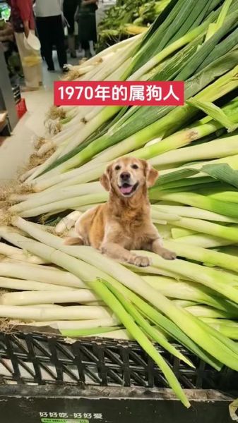 孙膑属哪个生肖属相（孙膑属哪个生肖属相？）