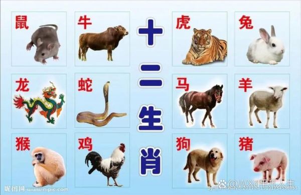 生肖大属相就有什么（十二生肖属相有哪些？小白一眼看懂）