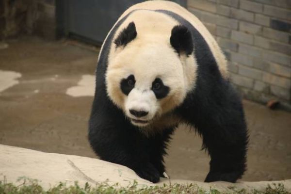 戴立属相是什么生肖（戴立属什么生肖🐭🐮🐯？）