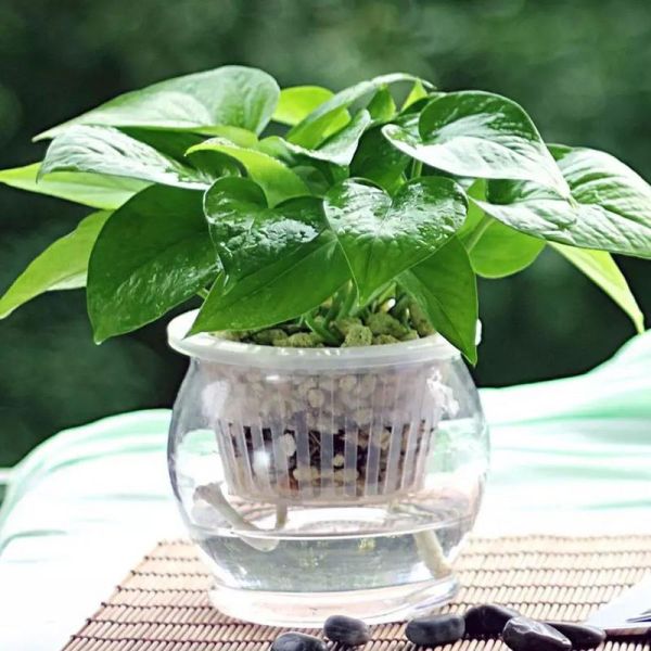 生肖属相适合的植物（属马适合养什么植物旺财）