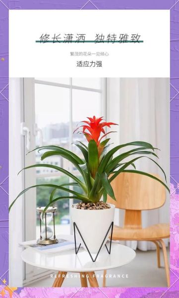 生肖属相适合的植物（属马适合养什么植物旺财）