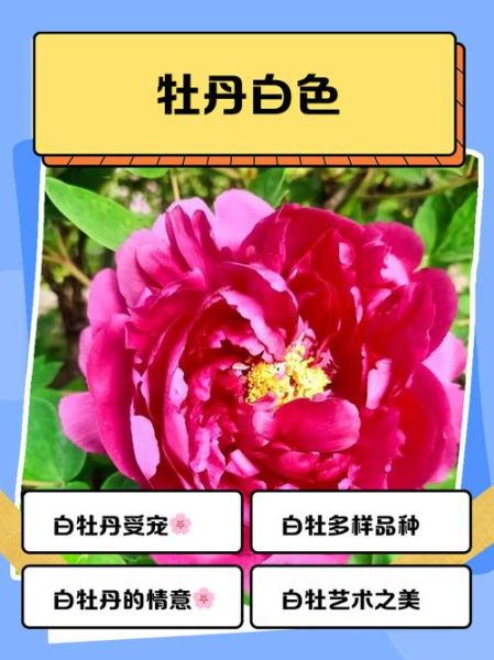 牡丹属相是什么生肖(牡丹属相是什么生肖?小白秒懂🤔)