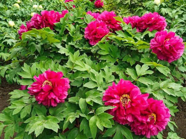 牡丹属相是什么生肖（牡丹属相是什么生肖？小白秒懂🤔）